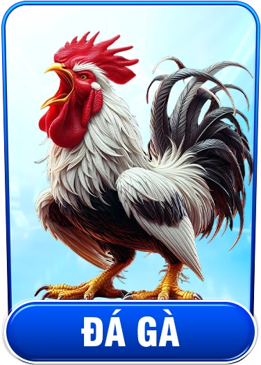 Đá gà kuwin
